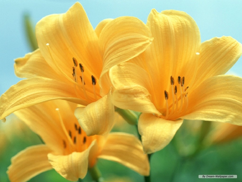 Free Lily Flower Wallpaper