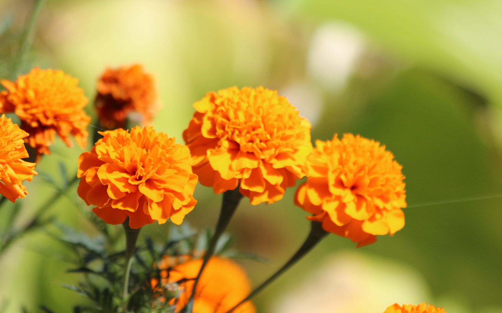 Free Marigold Wallpaper