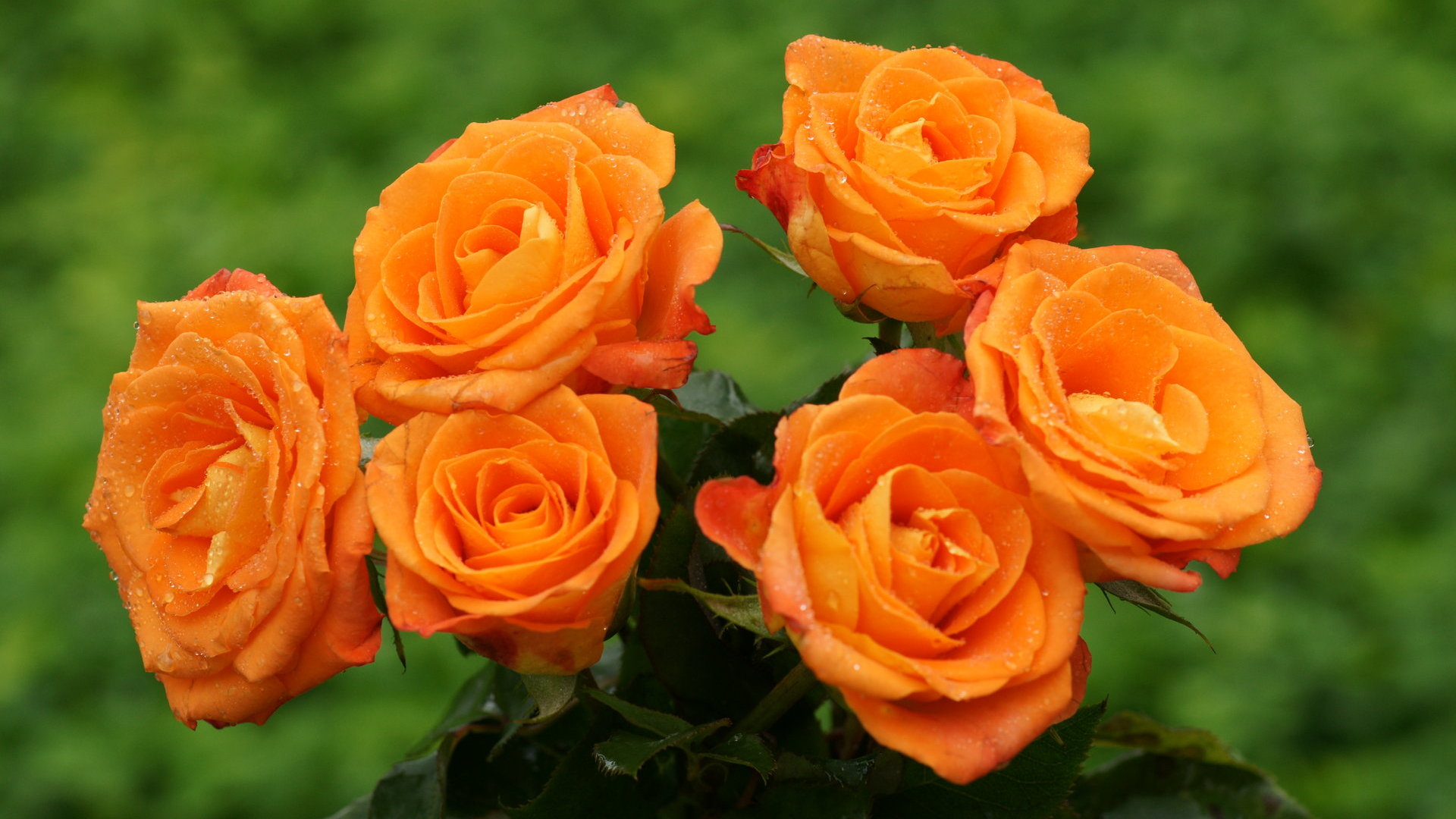 Free Orange Roses Wallpaper