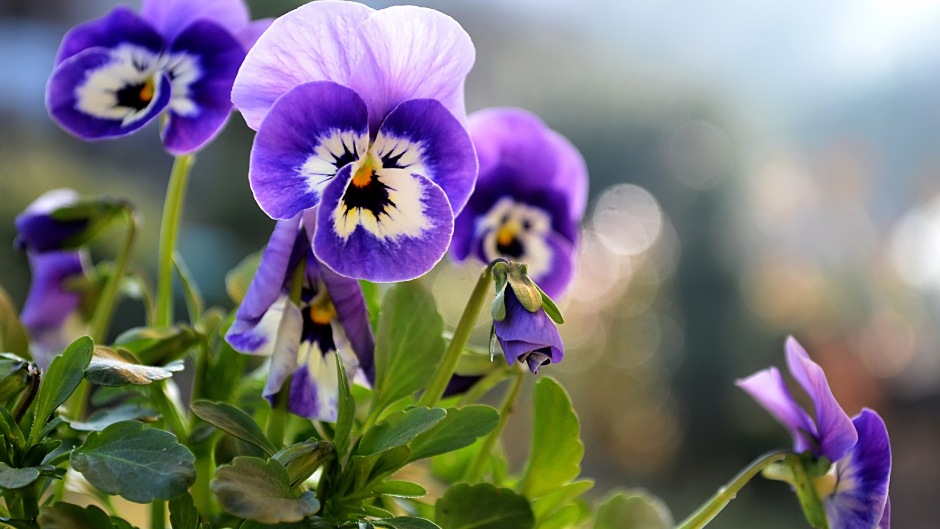 Free Pansies Wallpaper