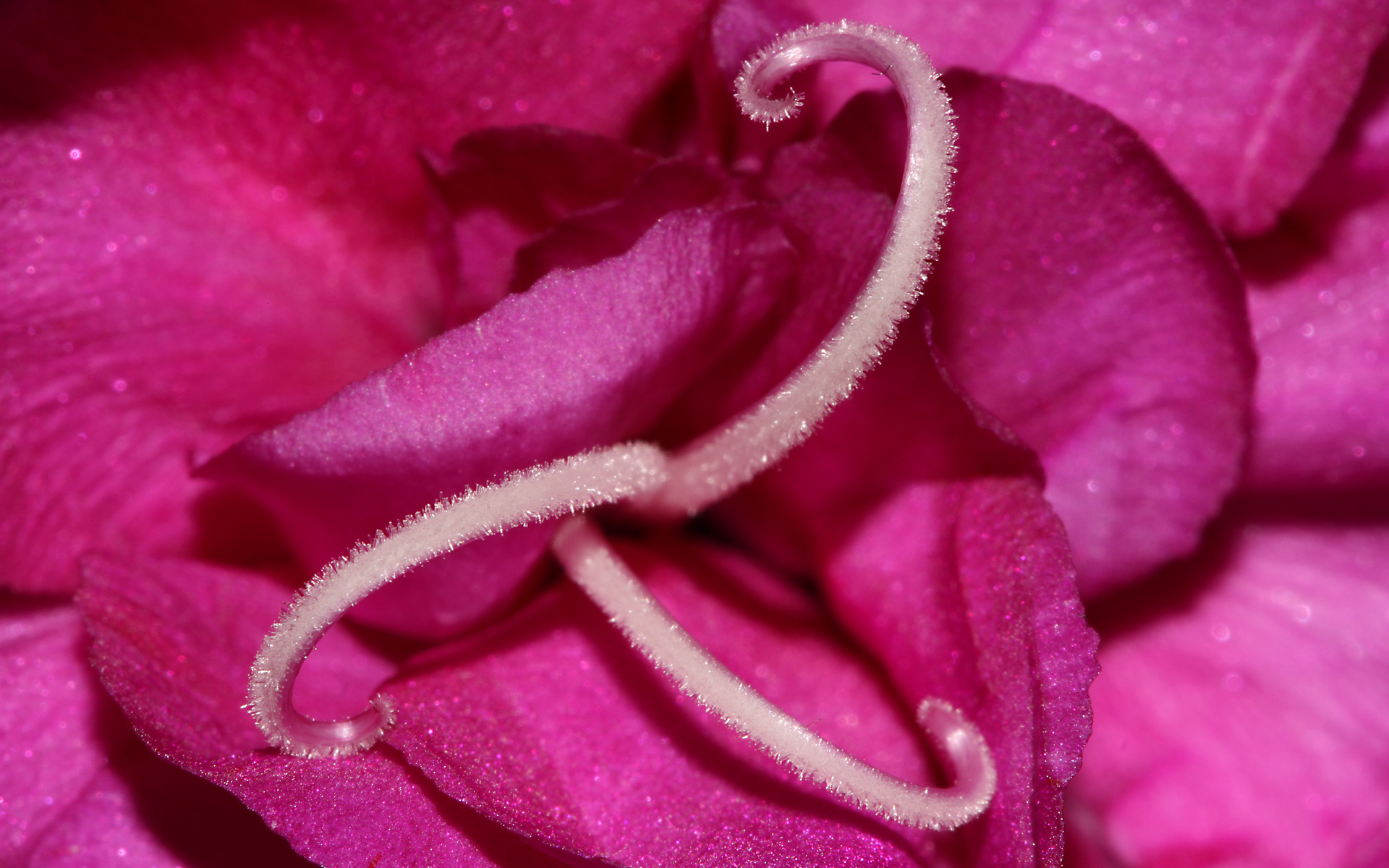 Free Pink Macro Wallpaper