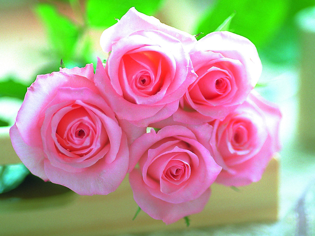 Free Pink Roses Wallpaper