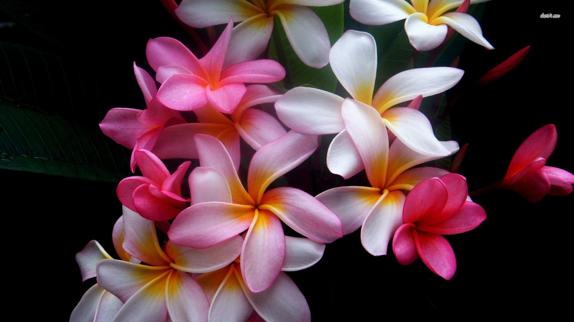 Free Plumeria Wallpaper