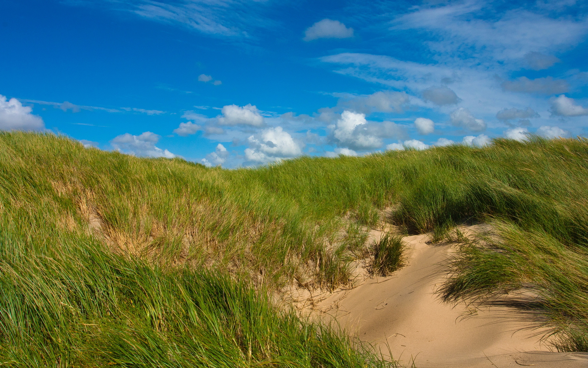 Grass sand dunes