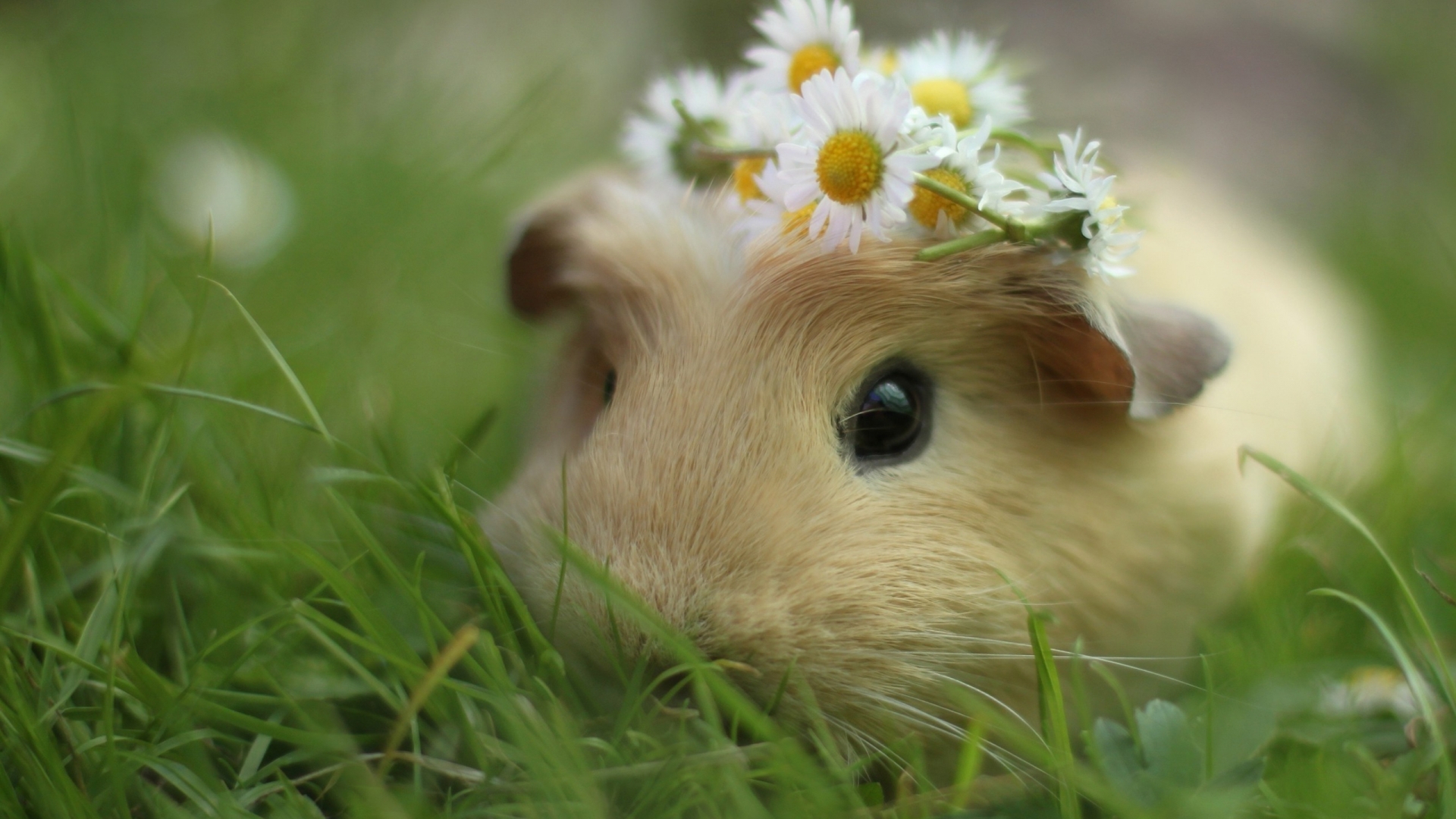 Guinea Pig ...