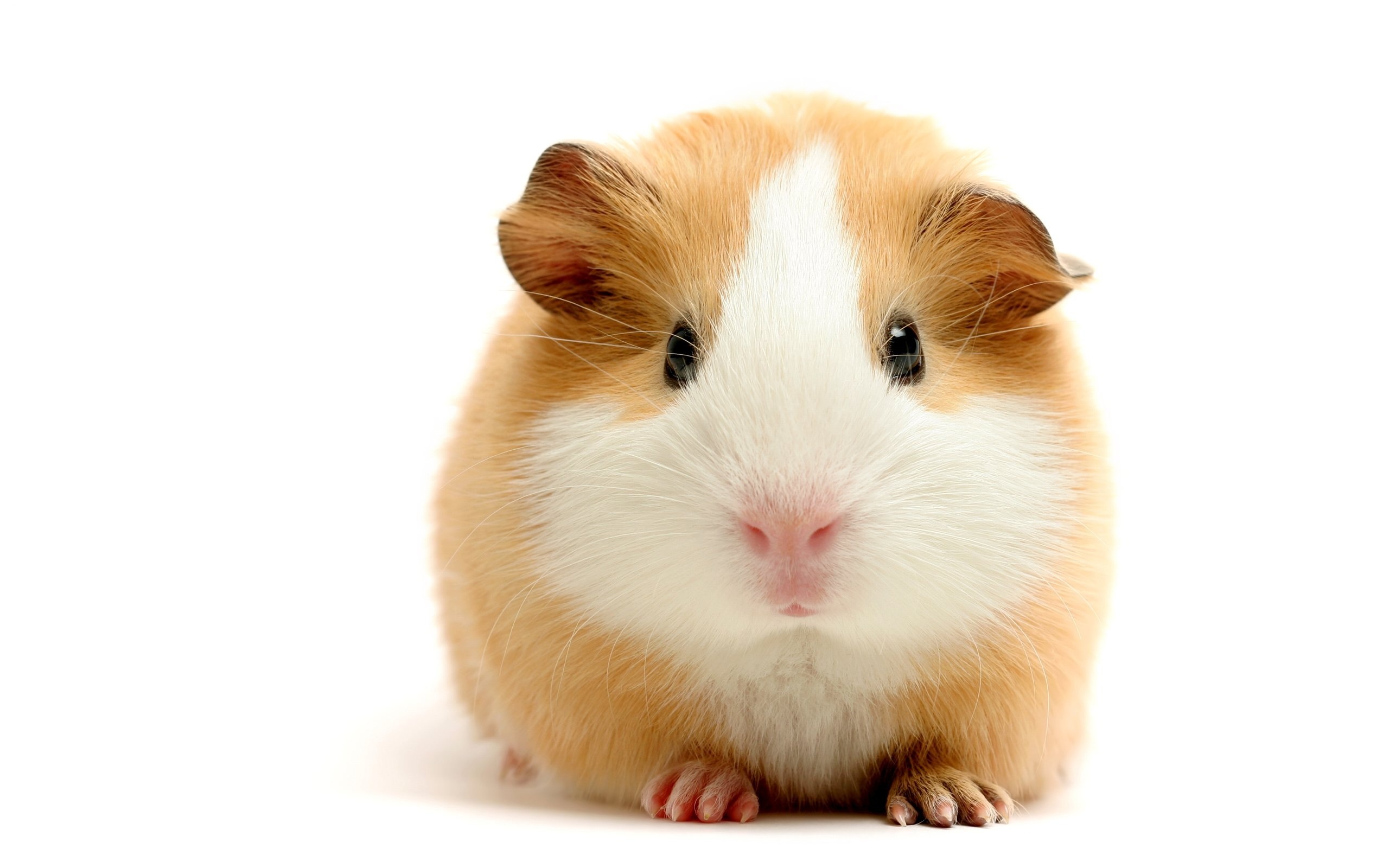 Cute Guinea Pig