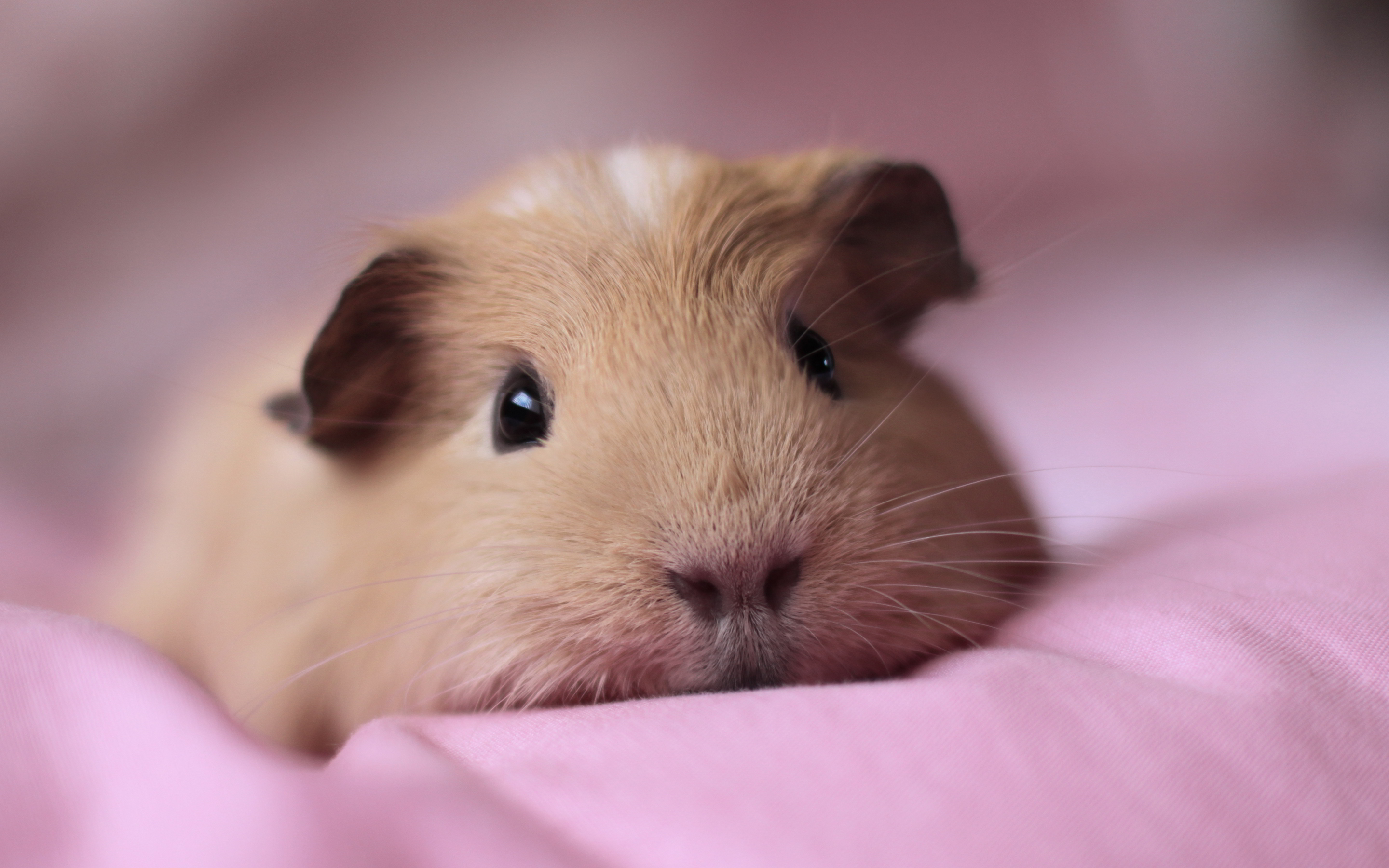 Guinea pig hd