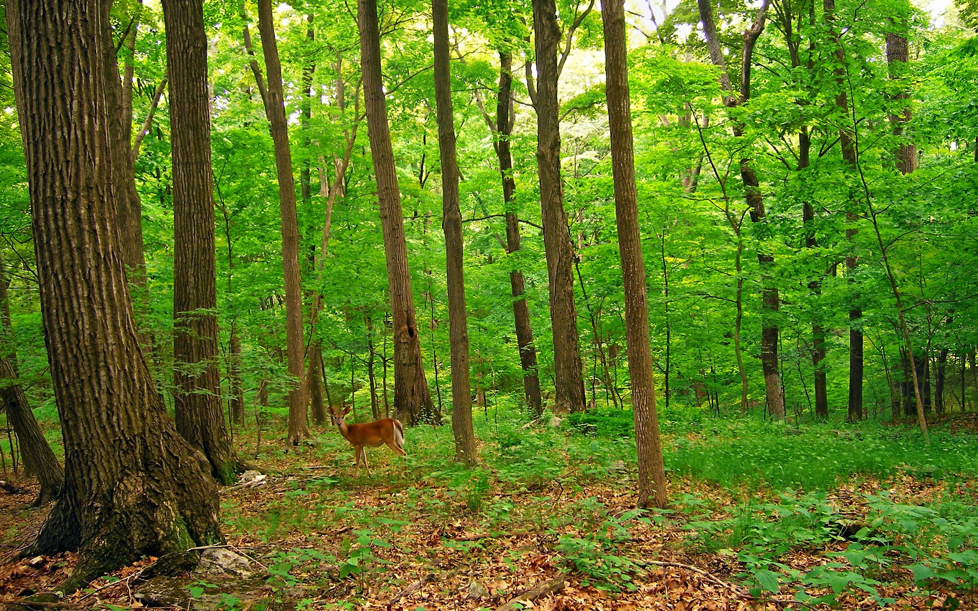 Deer In The Forest