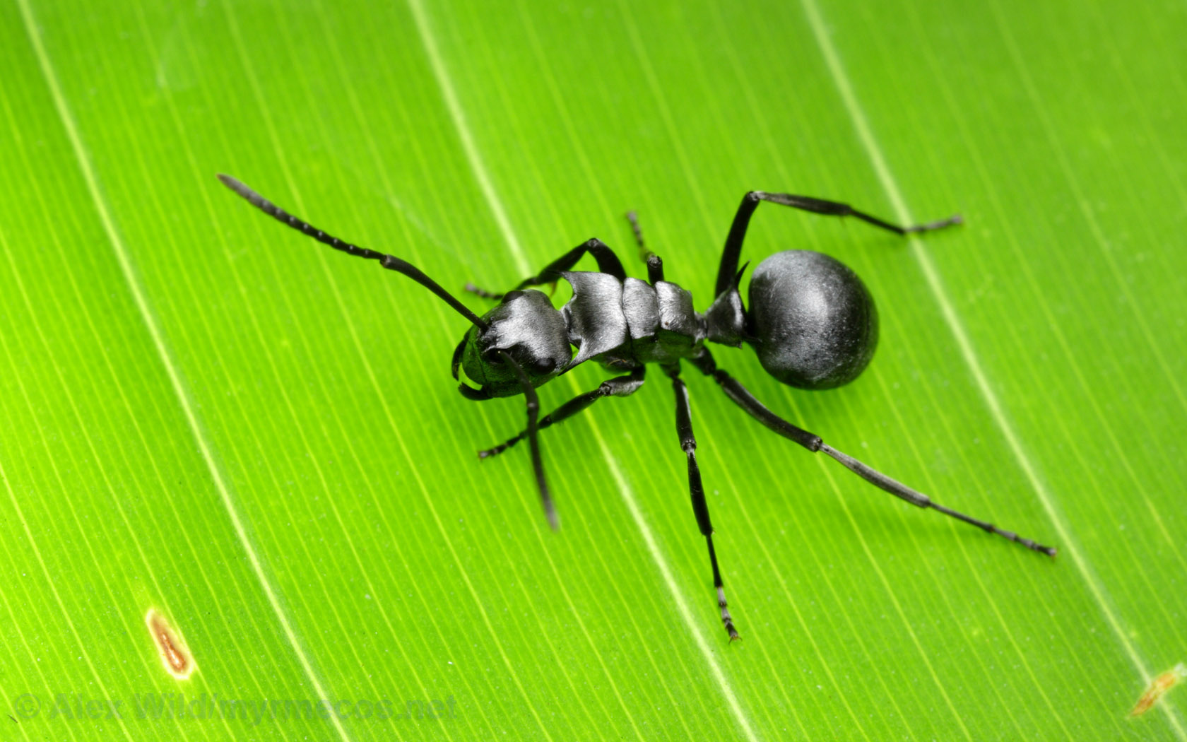 Gibbifer californicus – pleasing fungus beetle