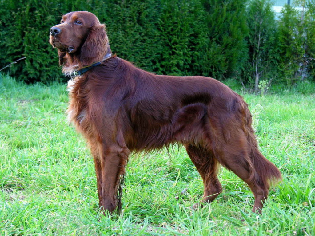 Irish Setter Pictures