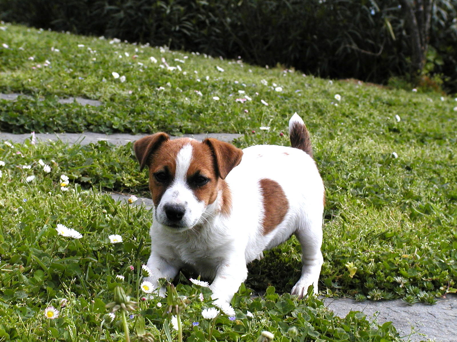 Jack (Parson) Russell Terrier Picture