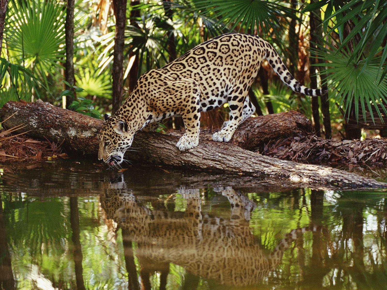 A full grown Jaguar can range from four to seven feet long and about 3 feet tall. These measurements are not including their tail which can range anywhere ...