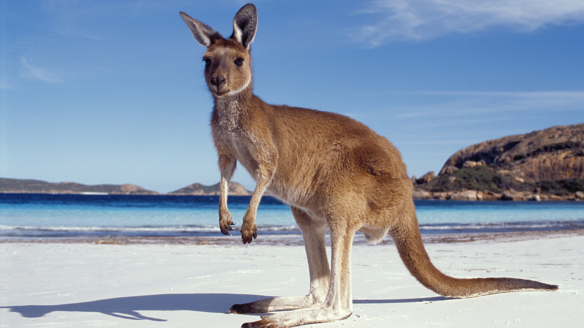 HD Kangaroo Wallpaper