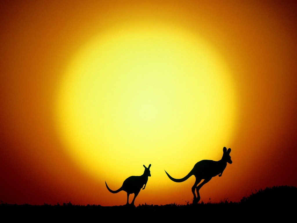 kangaroo background