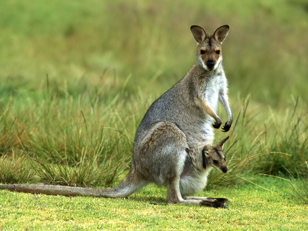 Kangaroo Cover Baby Wallpaper