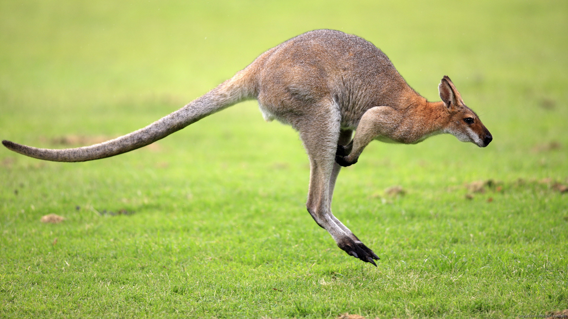 beautiful kangaroo hd wallpaper desktop background widescreen images of kangaroo animals free download