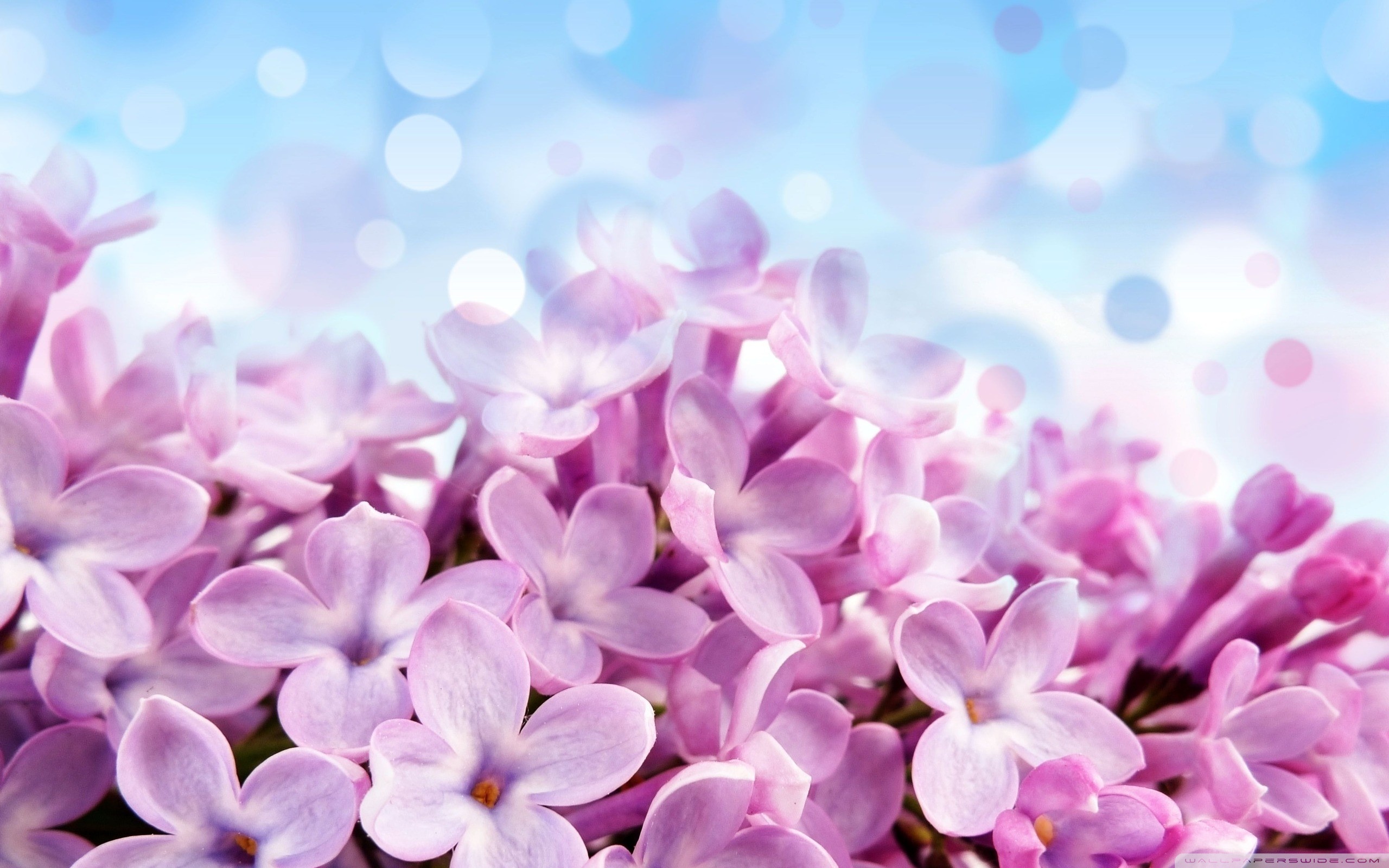 Lilac Wallpaper