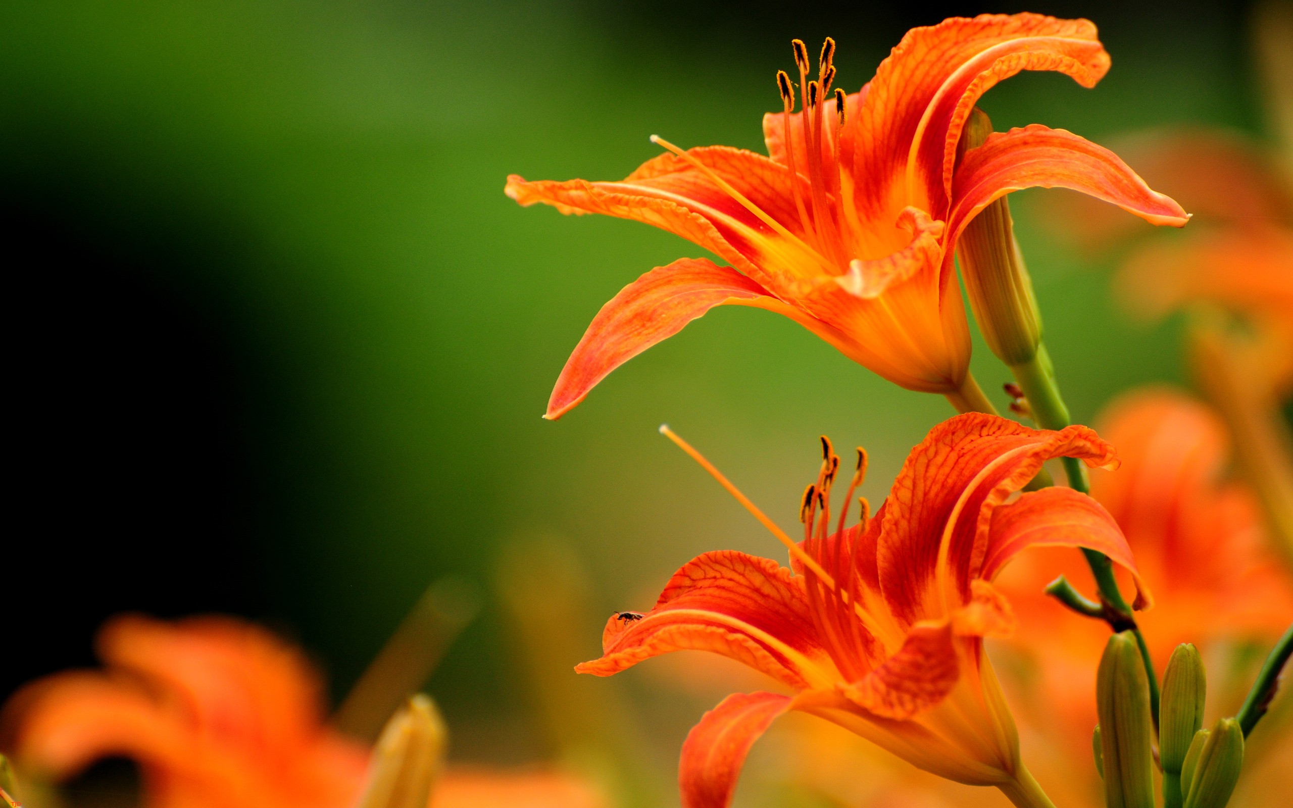 Lilies orange flowers