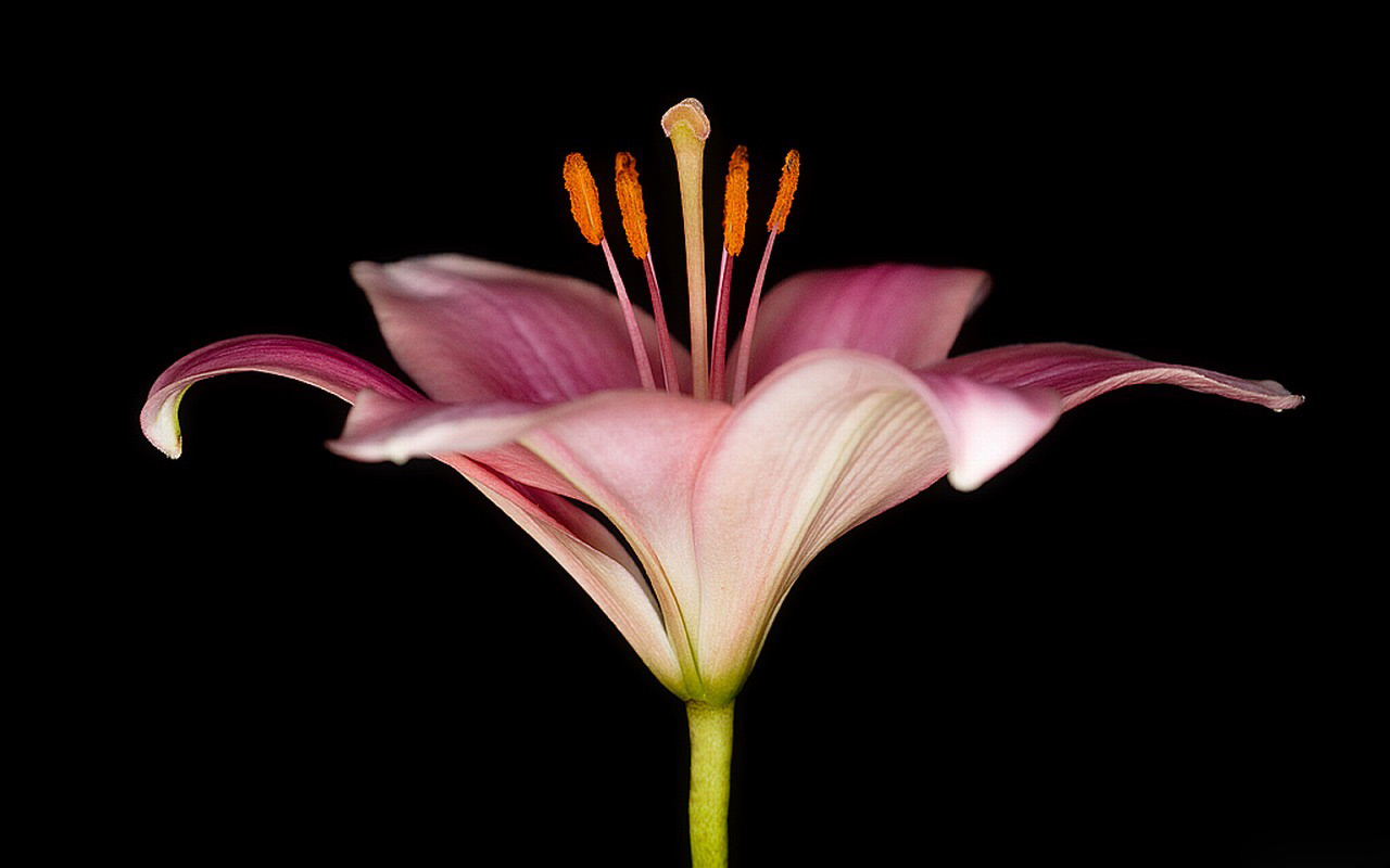 Lily Flower