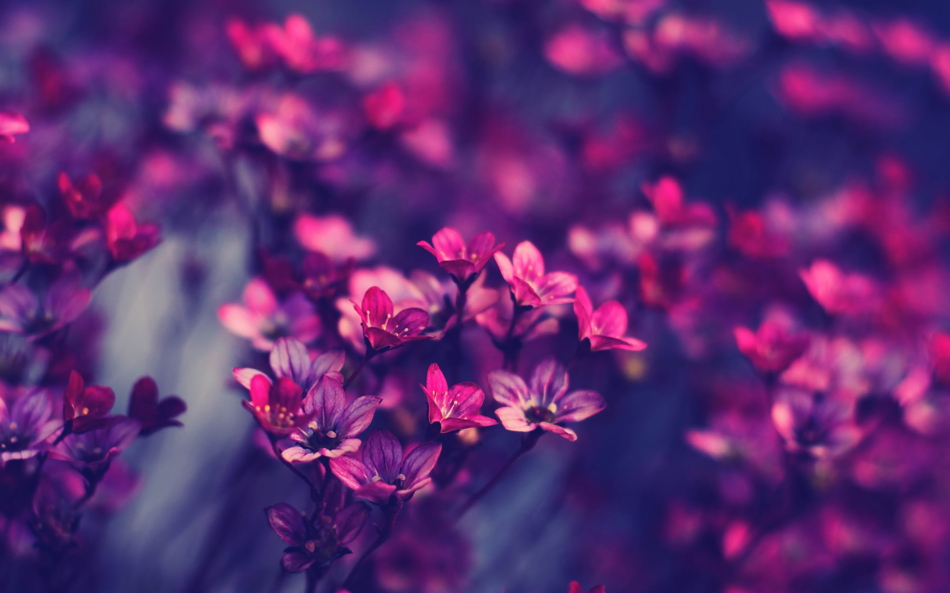 Little Flowers HD wallpapers