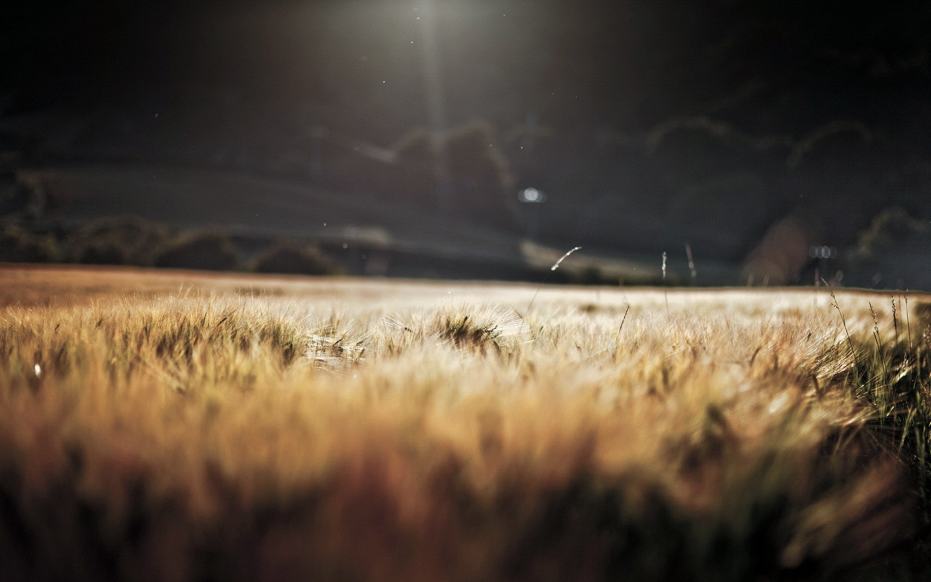 Lovely Depth of Field Wallpaper