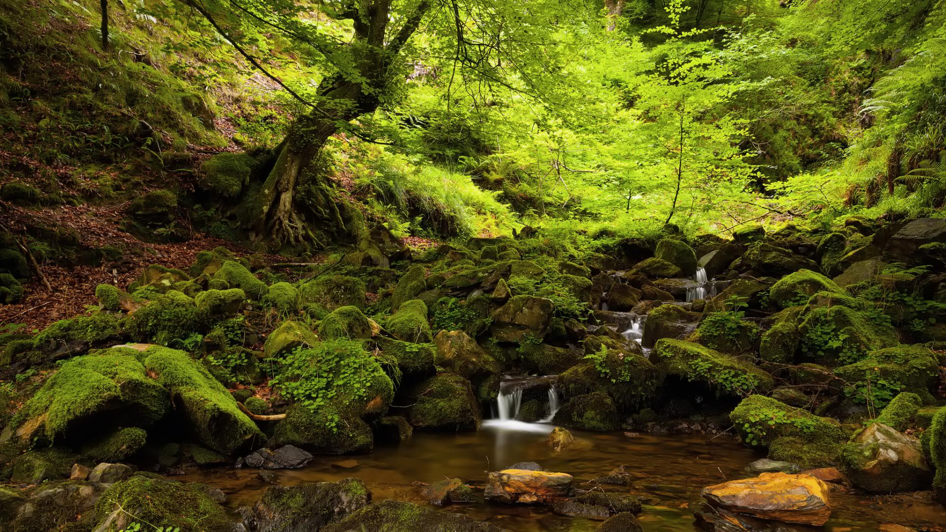 Lovely Forest Stream Wallpaper