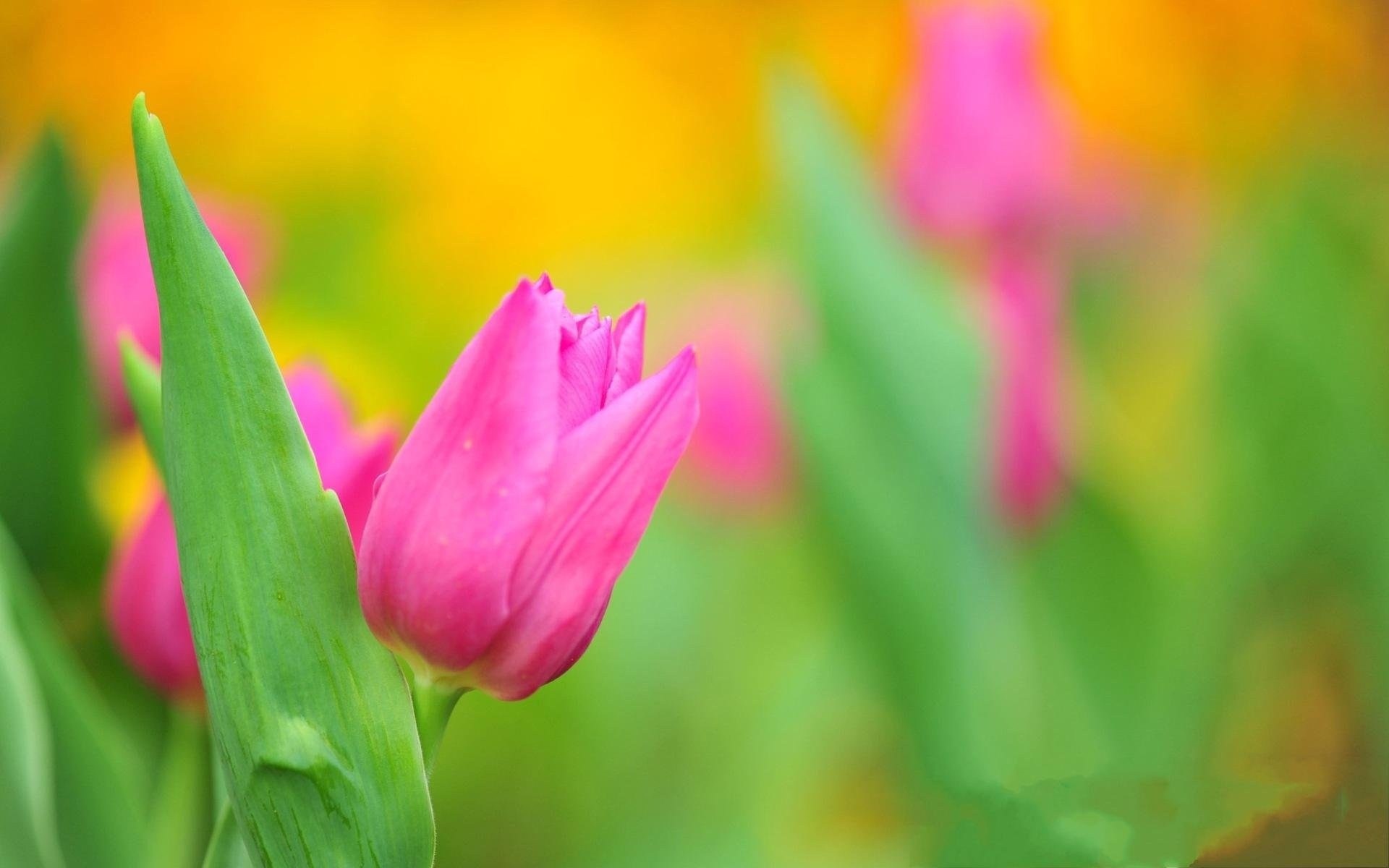 Lovely Pink Macro Wallpaper