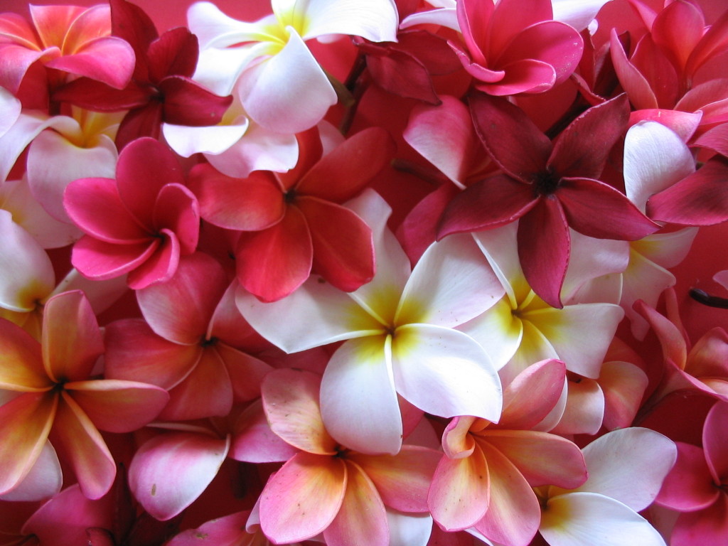 Lovely Plumeria Wallpaper