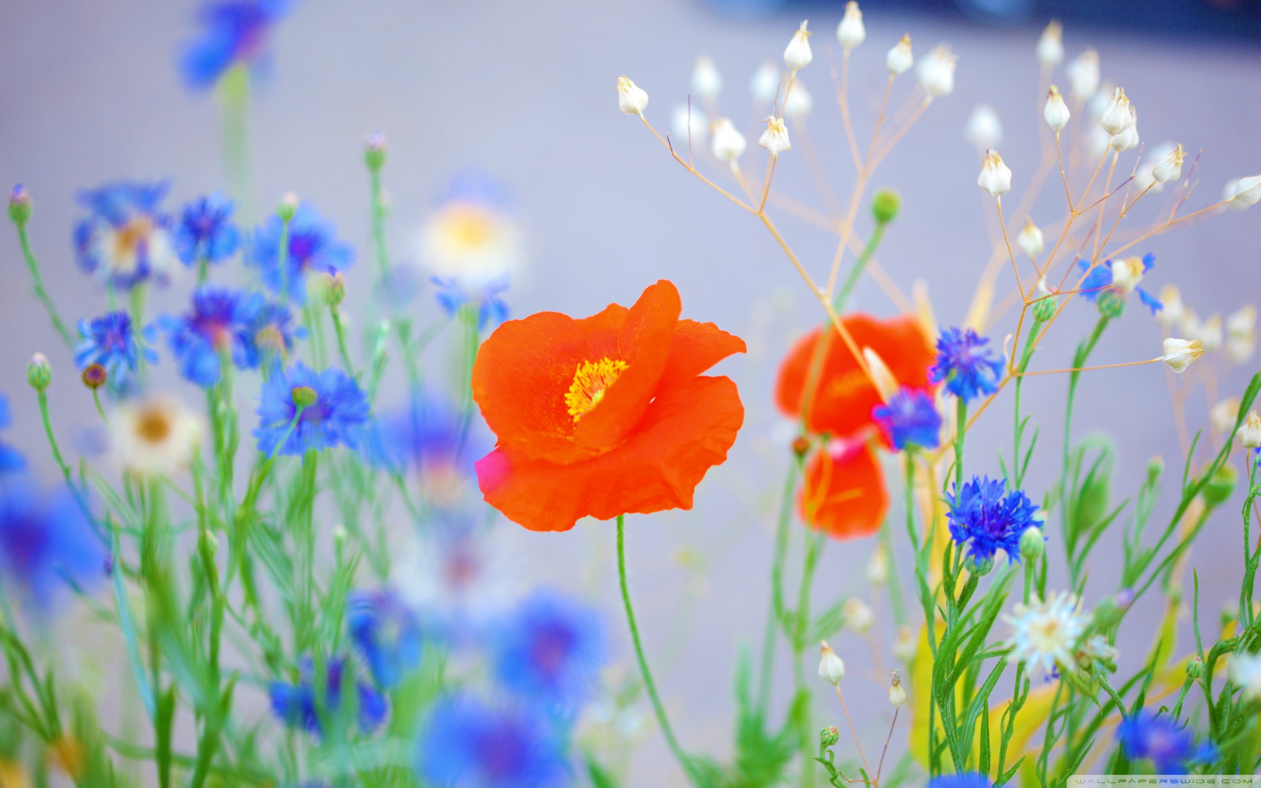 Lovely Poppy Wallpaper