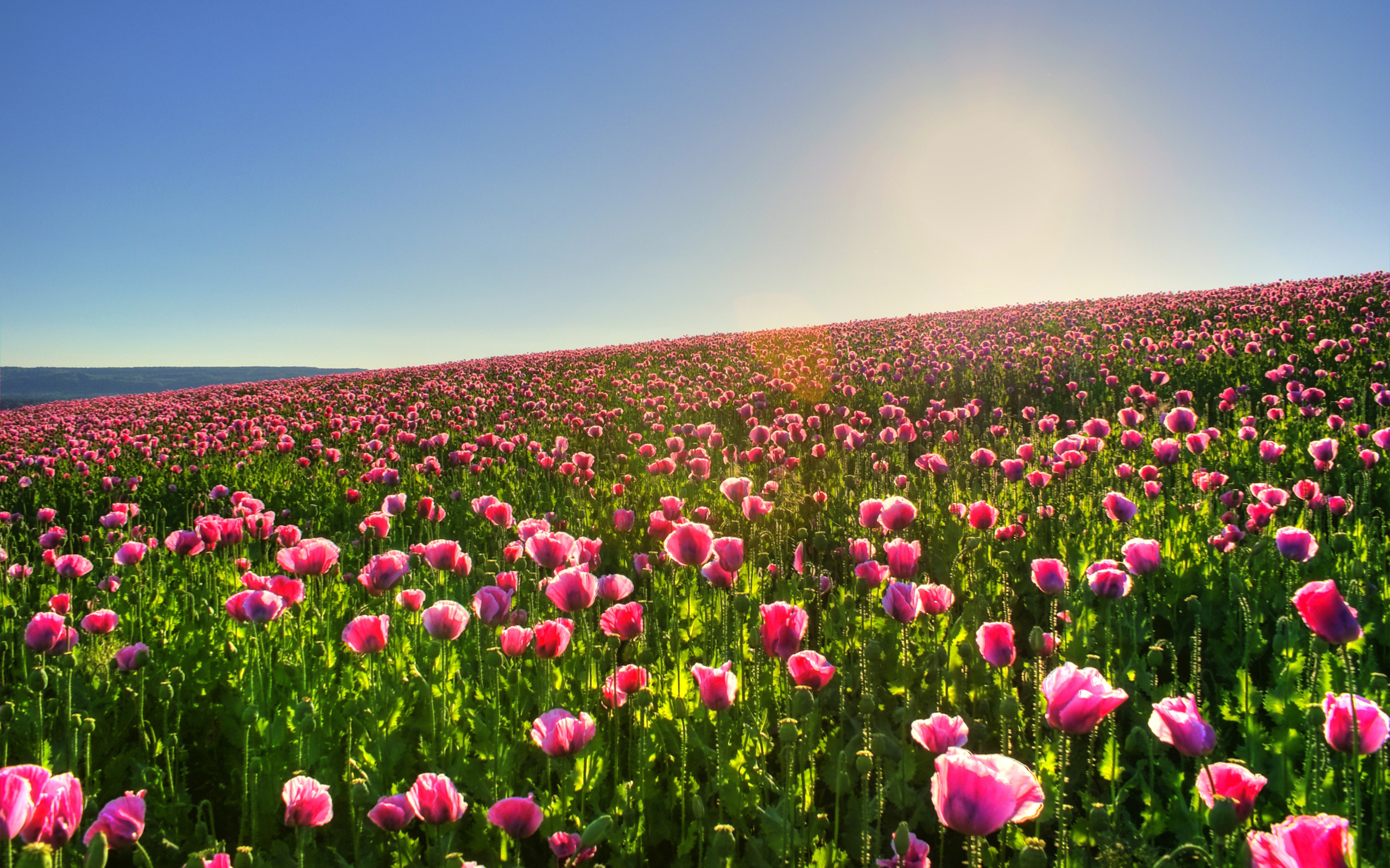 Lovely Spring Meadow