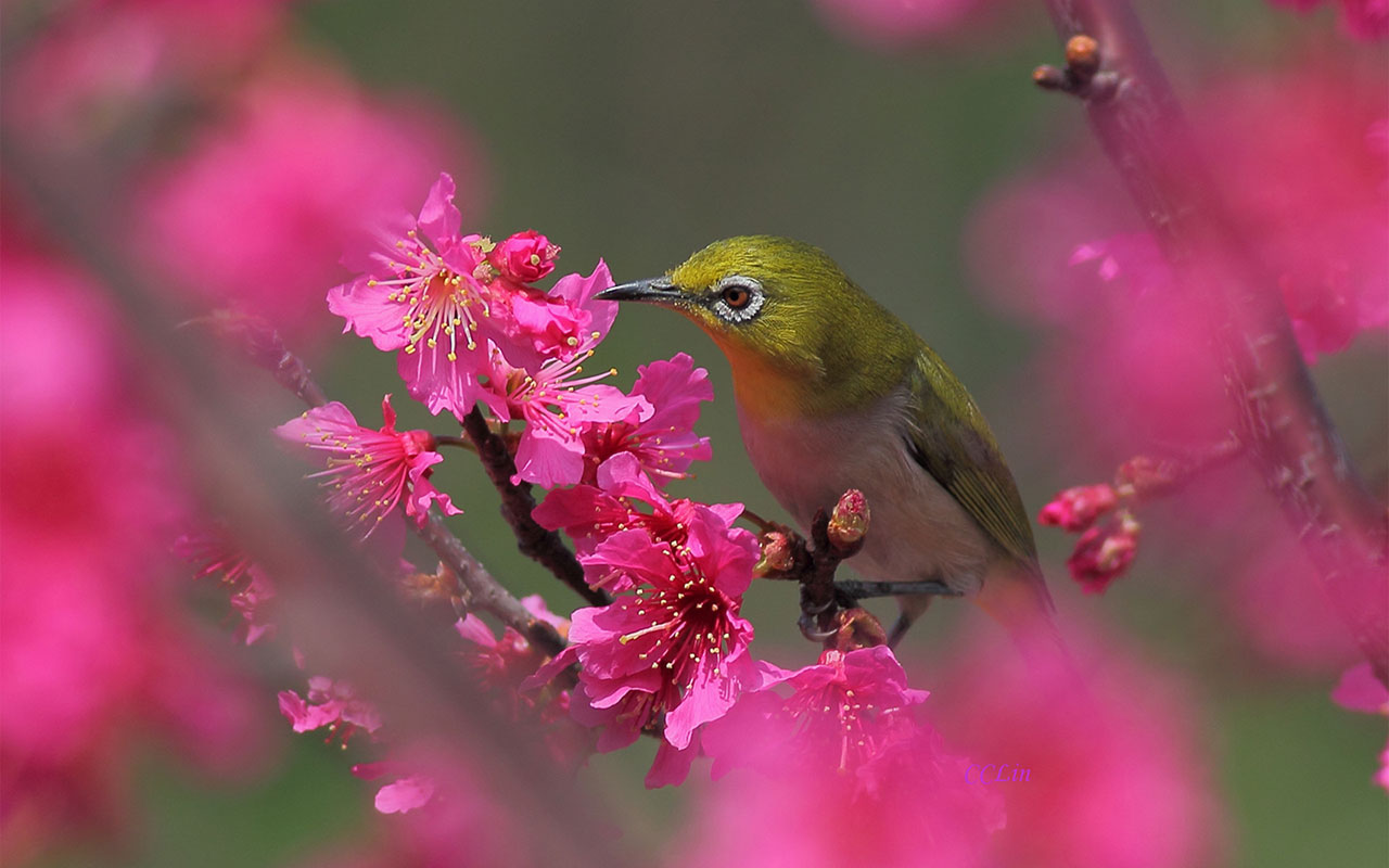 Lovely Springtime Wallpaper