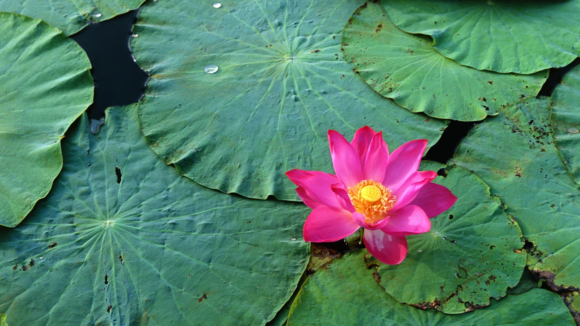 Lovely Water Flower Wallpaper