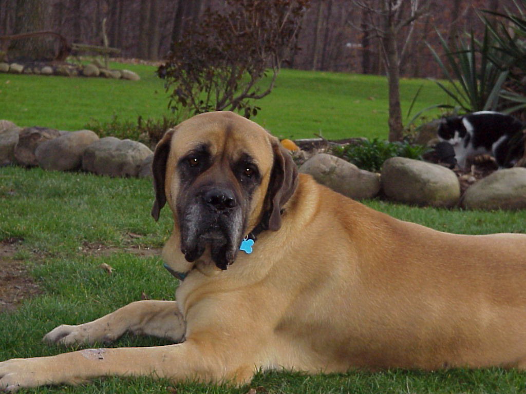 Mastiff Picture