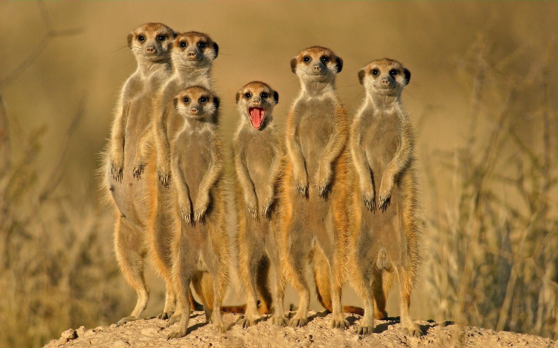 HD Wallpaper | Background ID:347251. 1920x1200 Animal Meerkat