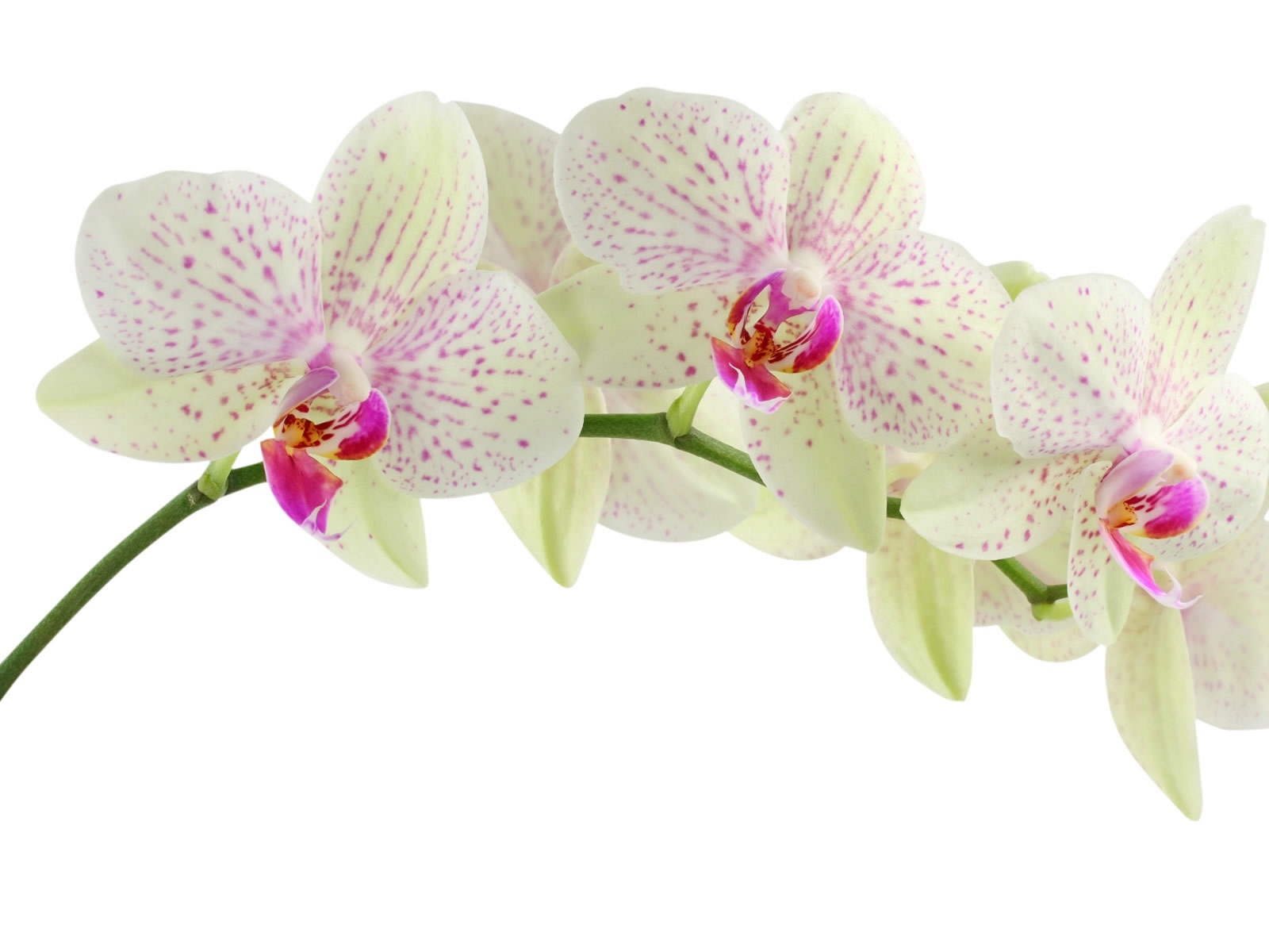 Orchid Wallpaper