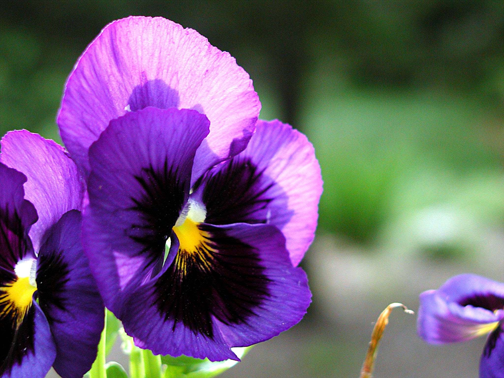 Pansies