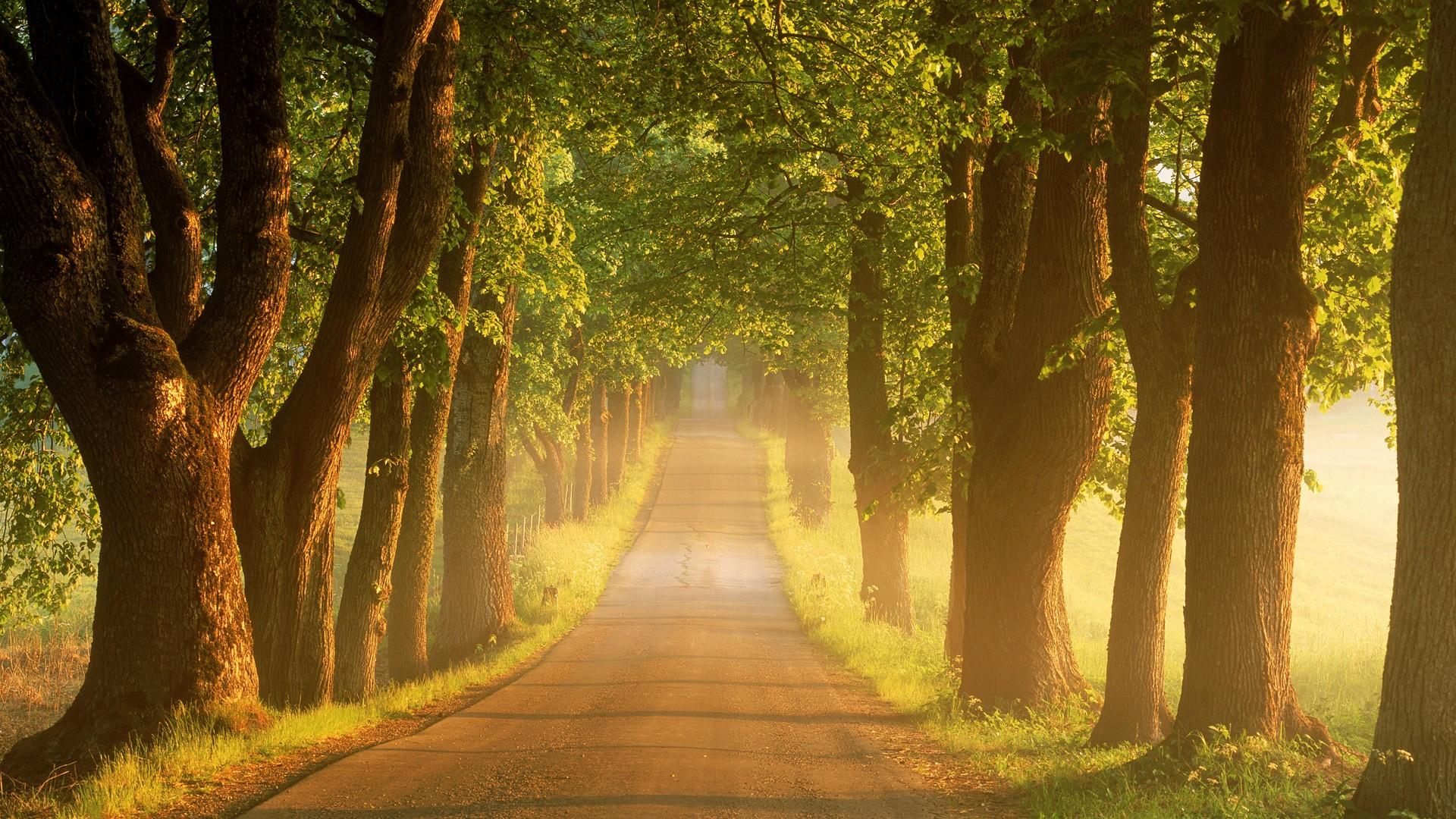 Gorgeous Path Wallpaper 13079