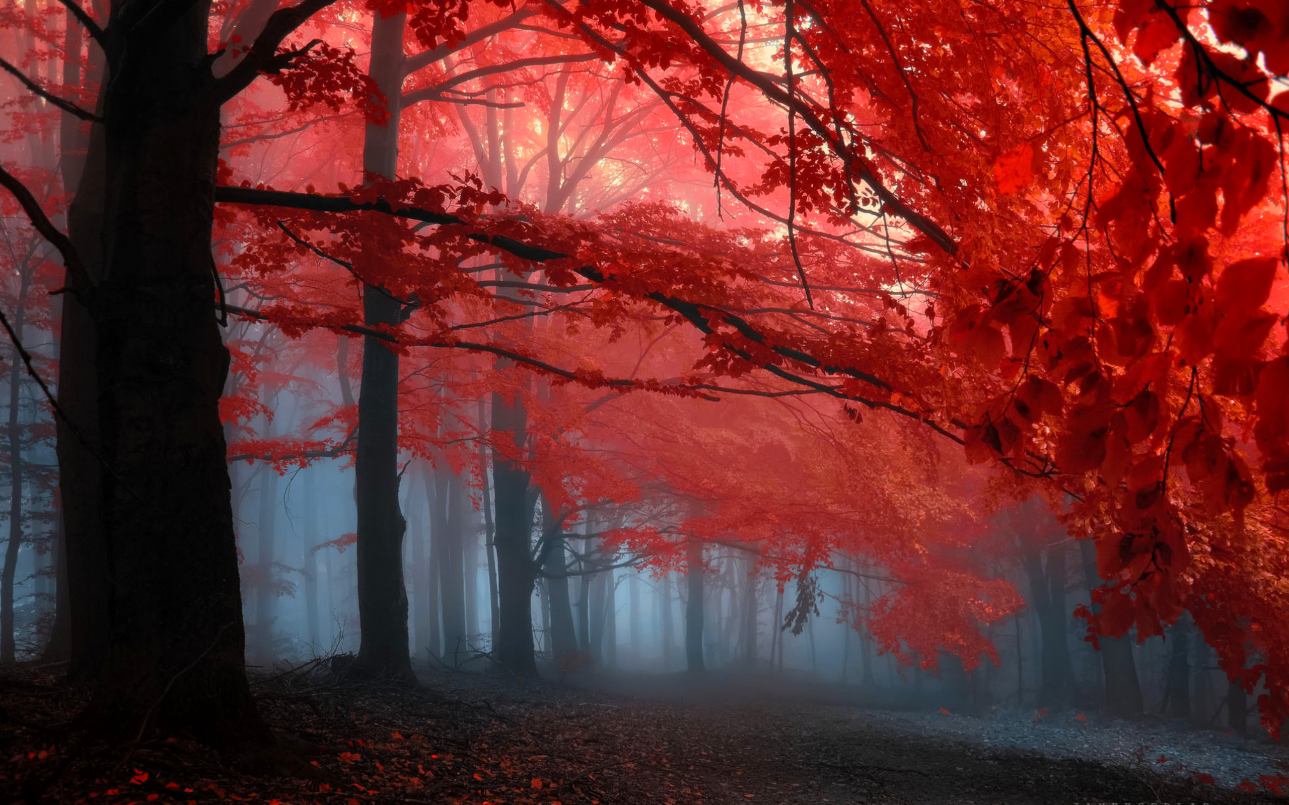 ✫red Leaves In Memories✫ Wide Desktop Background wallpaper