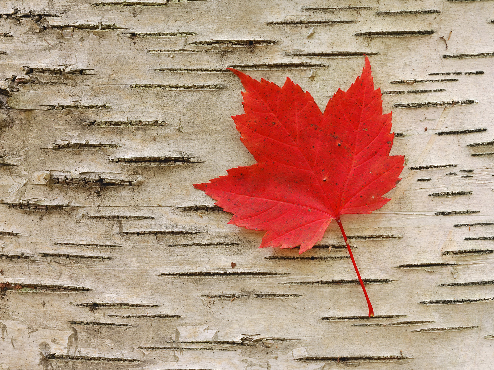 Red Maple Leaf