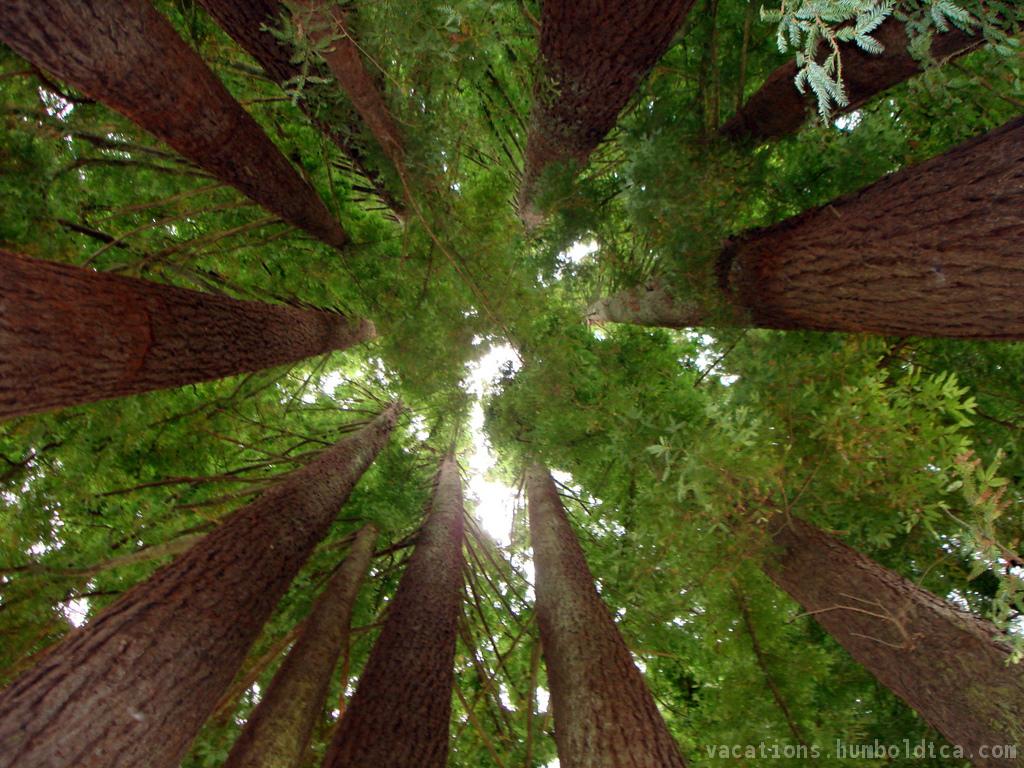 Redwood Forest Wallpaper 30 Desktop Background