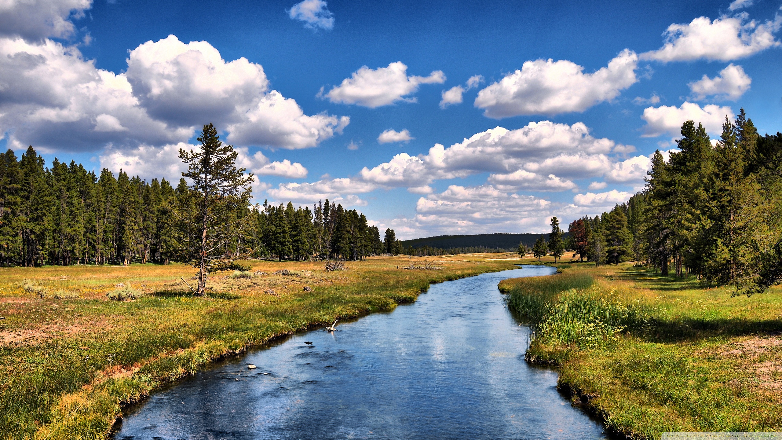 Grizzly River Hd Desktop Wallpaper High Definition Fullscreen