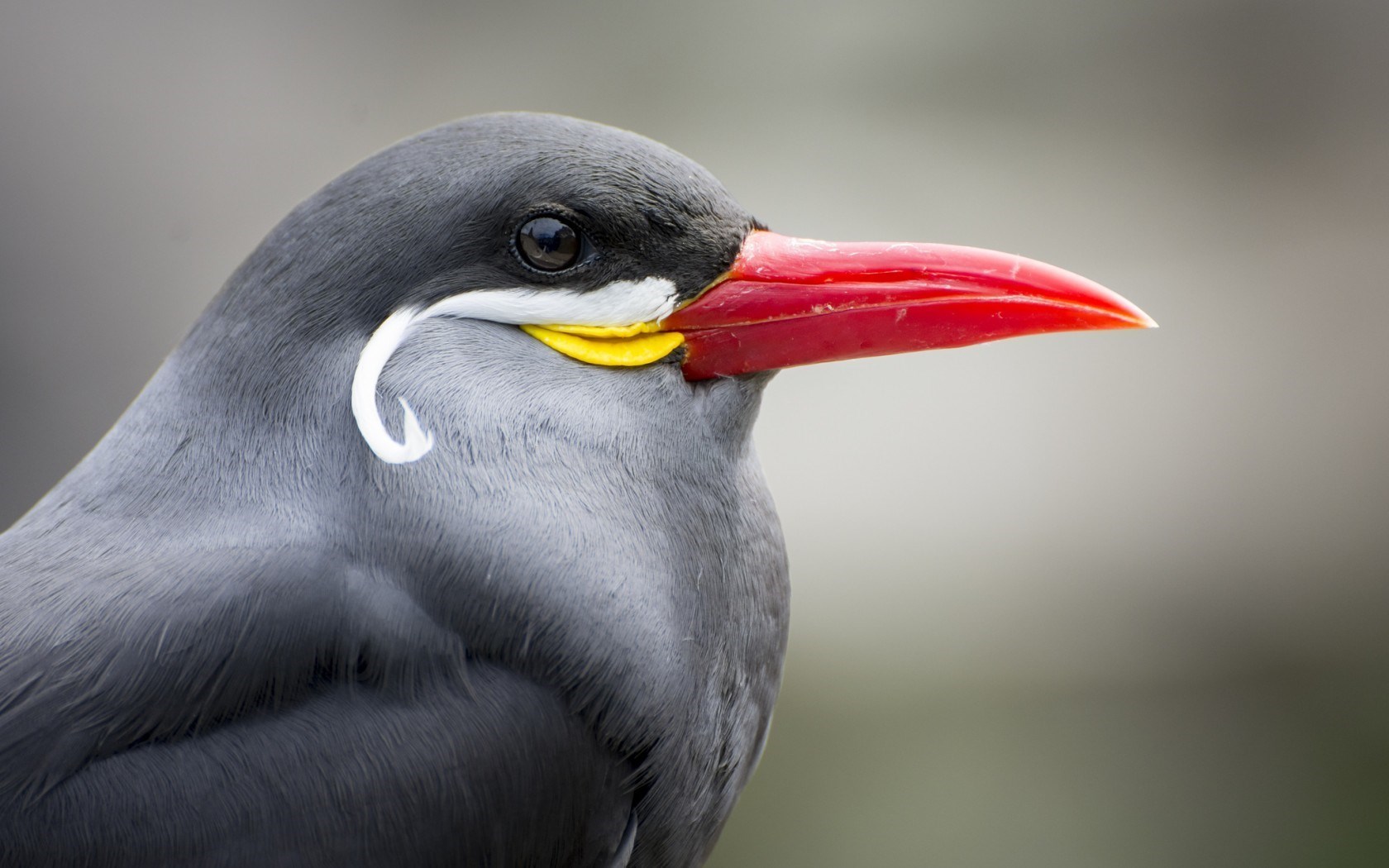 Inca Tern Seabird Close-Up HD Wallpaper