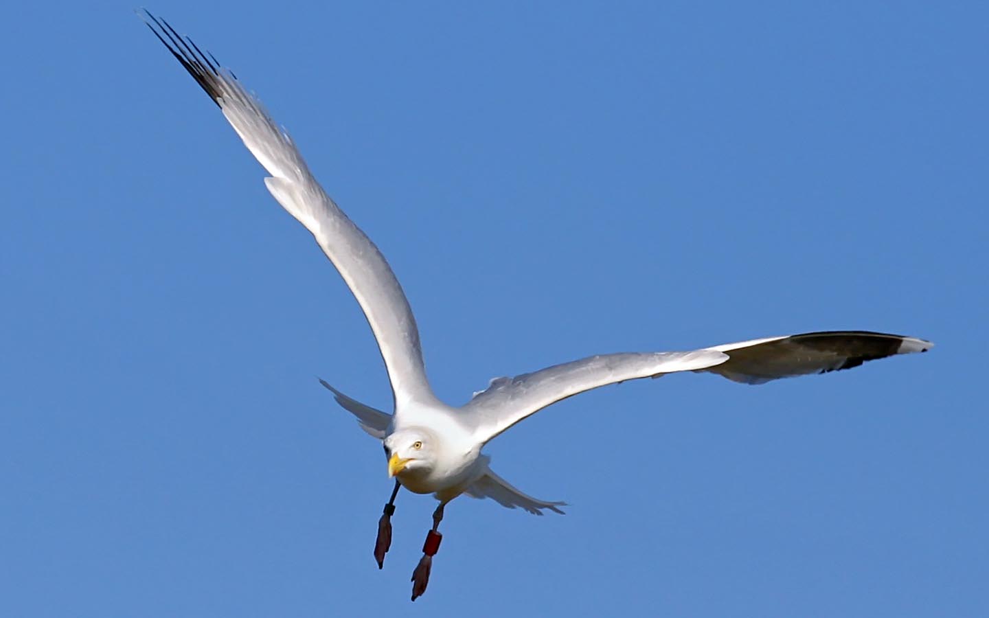 Bird Wallpapers by Nature Desktop