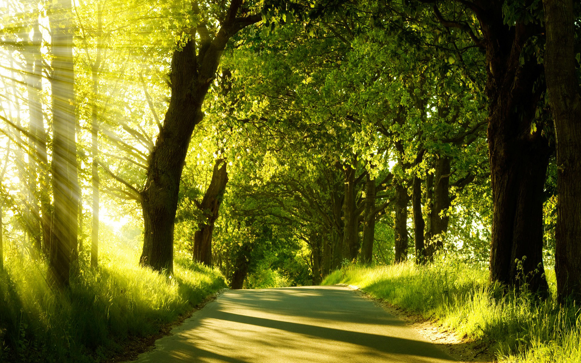 Stunning Forest Road Wallpaper