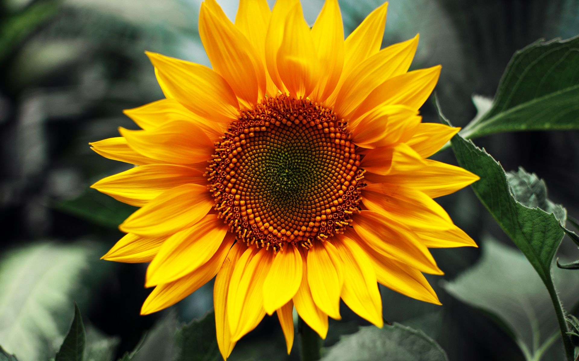 Sunflower