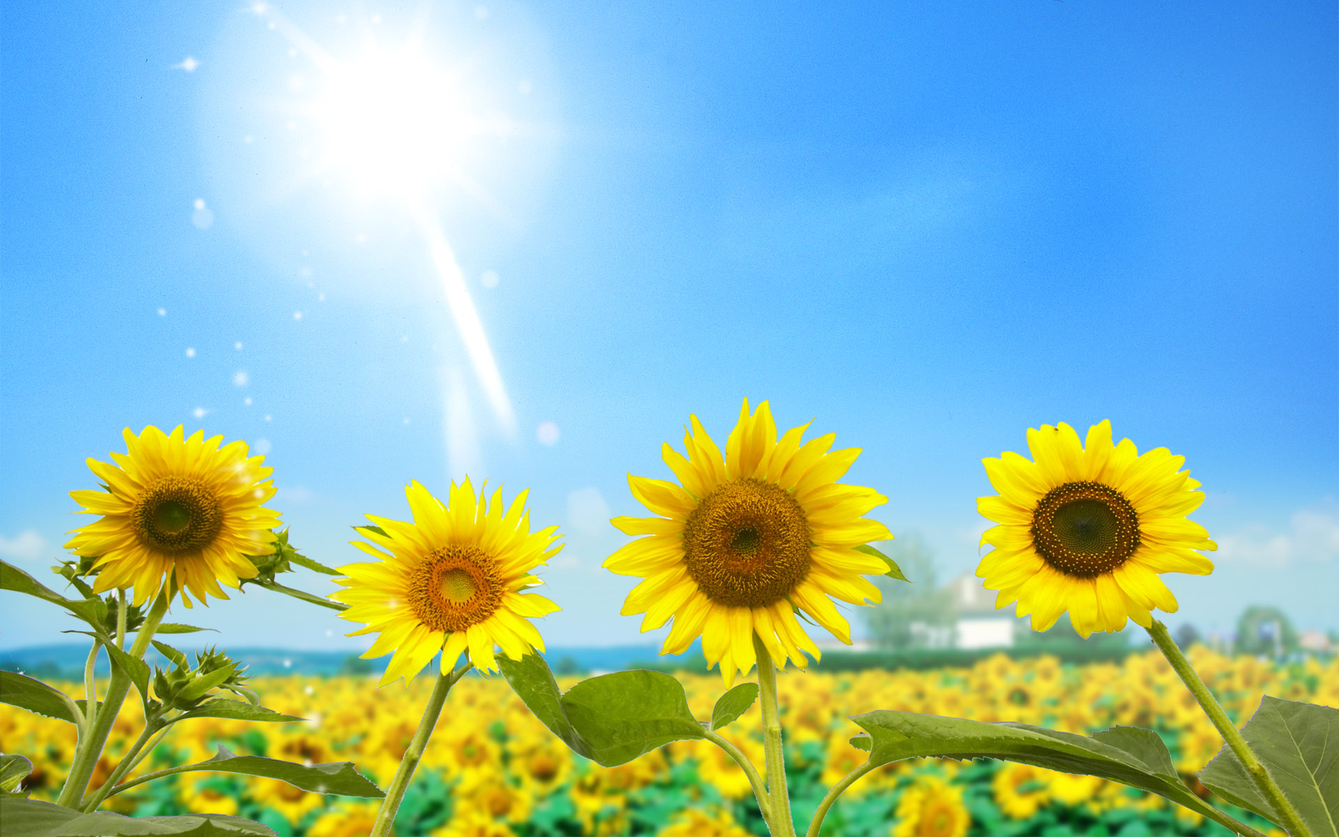 Sunflower Wallpapers