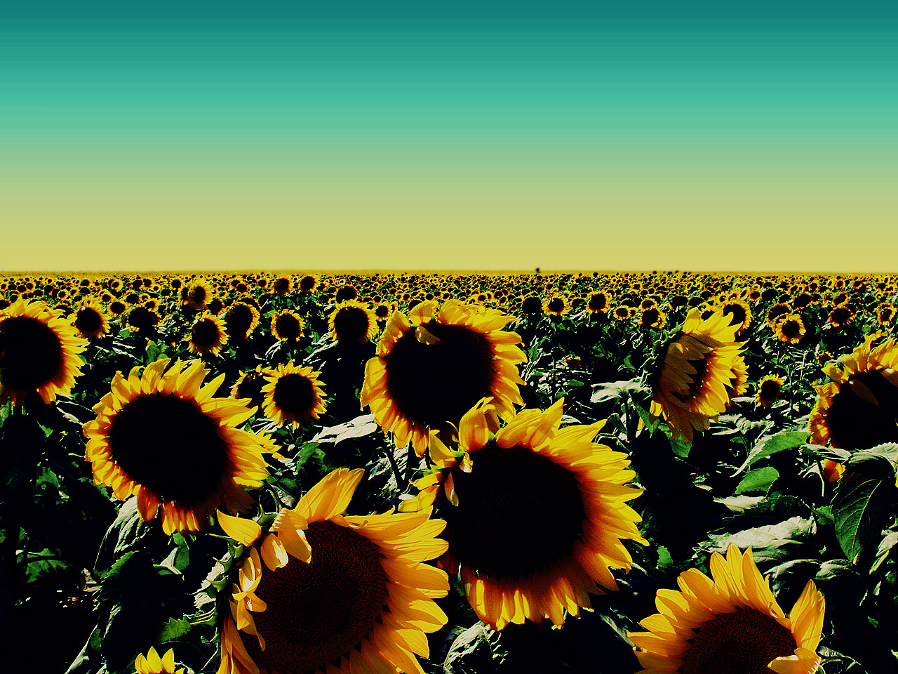 Sunflower Wallpaper