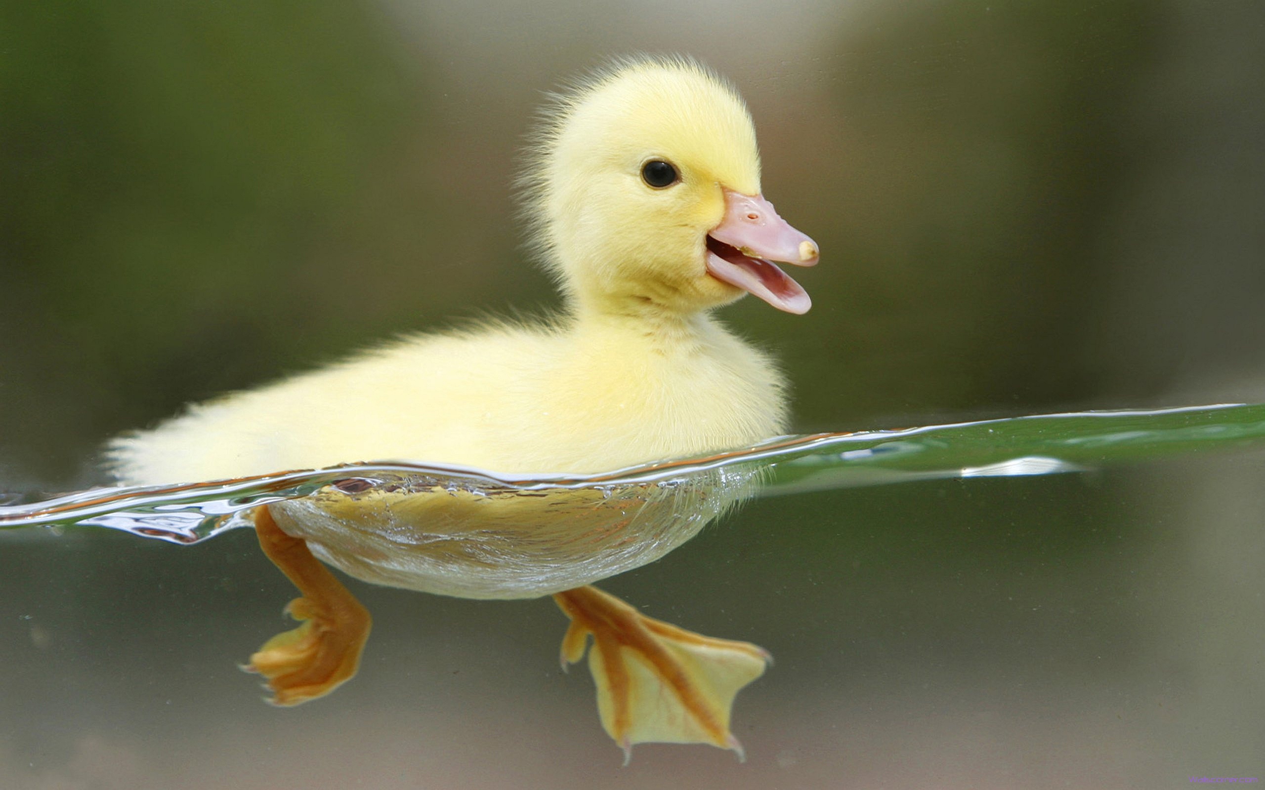 Swimming Duck