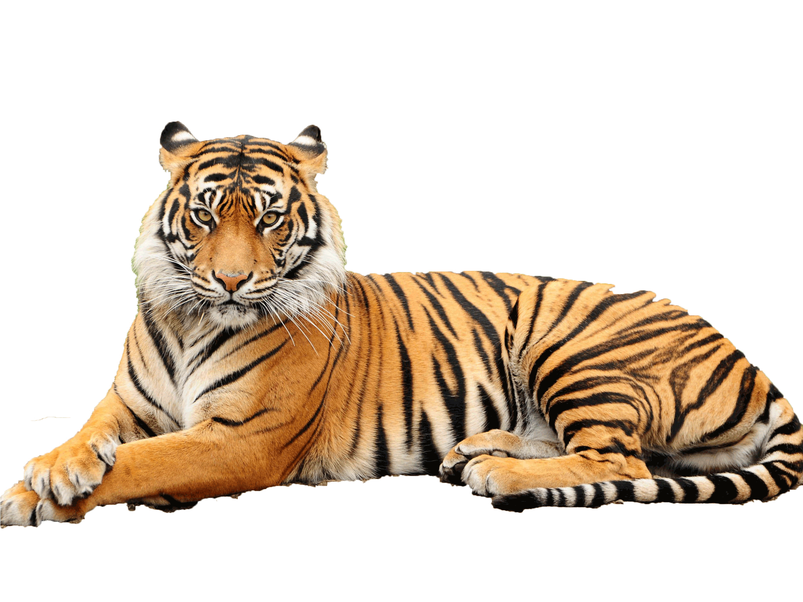 Across their range, tigers face unrelenting pressure from poaching, retaliatory killings and habitat loss. They are forced to compete for space with dense ...