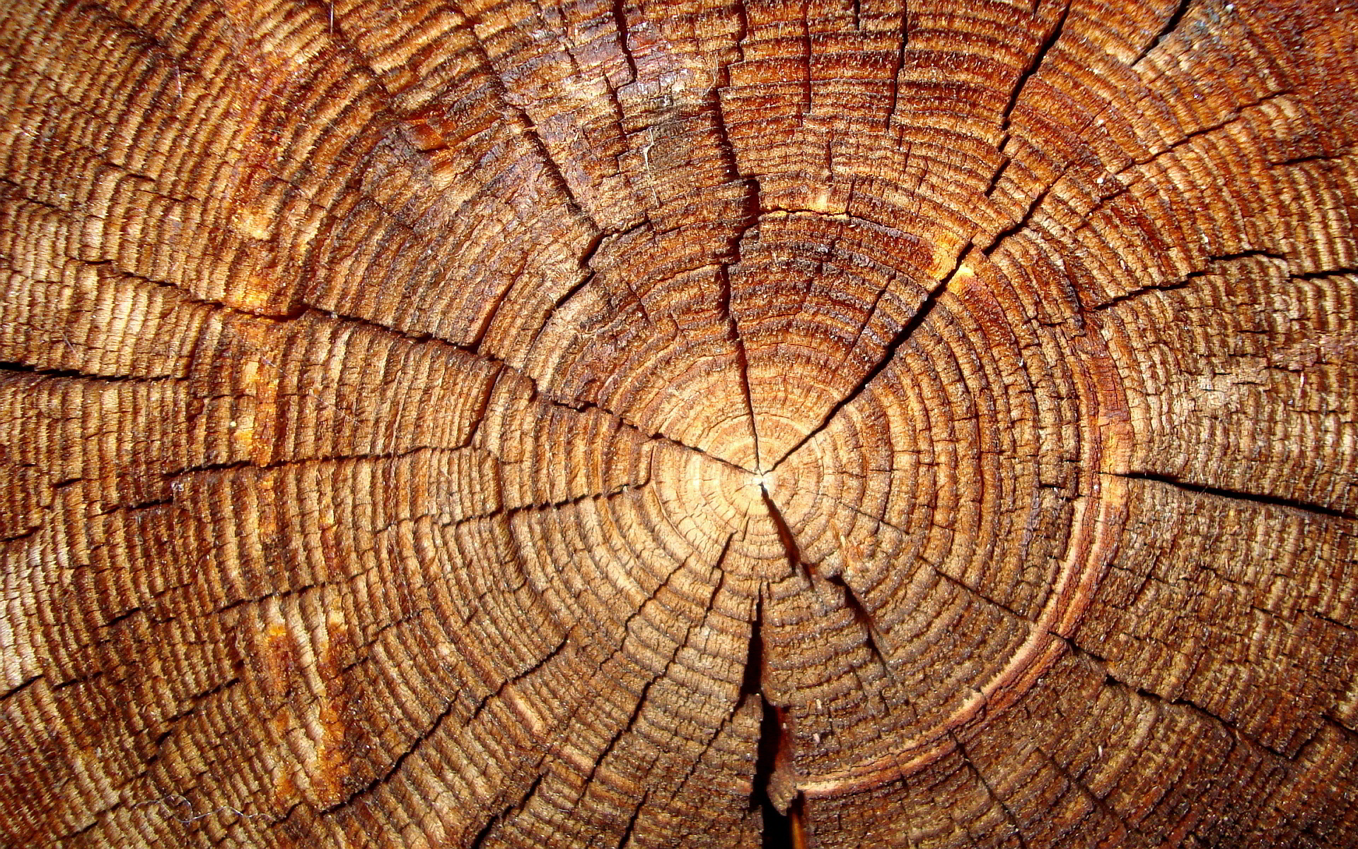 Tree annual rings